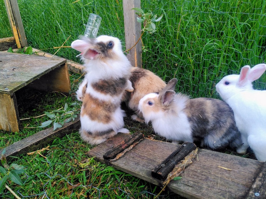 Tamme dwergkonijntjes leeuwenkop, Dieren en Toebehoren, Konijnen, Meerdere dieren, Dwerg, 0 tot 2 jaar