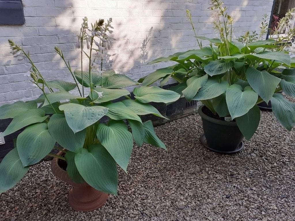 Hosta Snowden, Vaste plant, Halfschaduw, Zomer, Ophalen