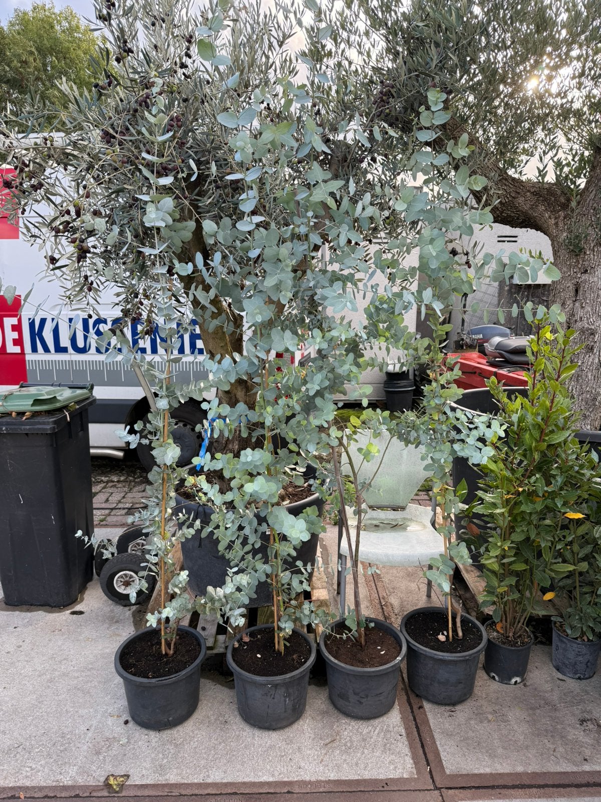 Eucalyptus lange planten 150/195  grote pot winterhard, Tuin en Terras, Volle zon, Vaste plant, Bloeit niet, Ophalen