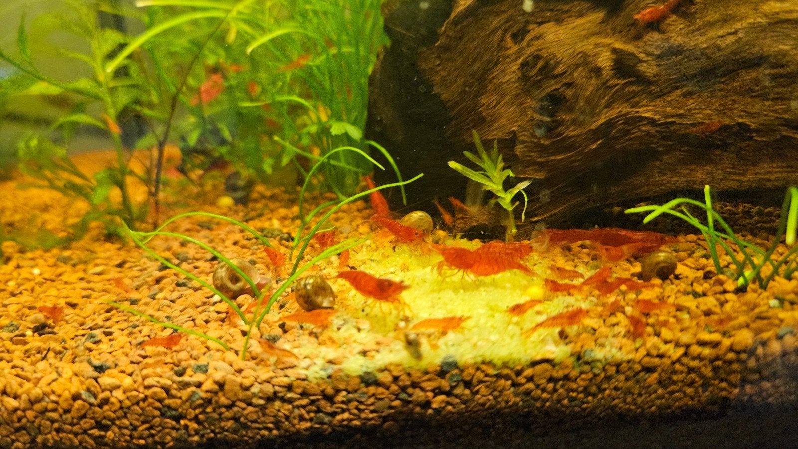10 rode garnalen, Dieren en Toebehoren, Kreeft, Krab of Garnaal
