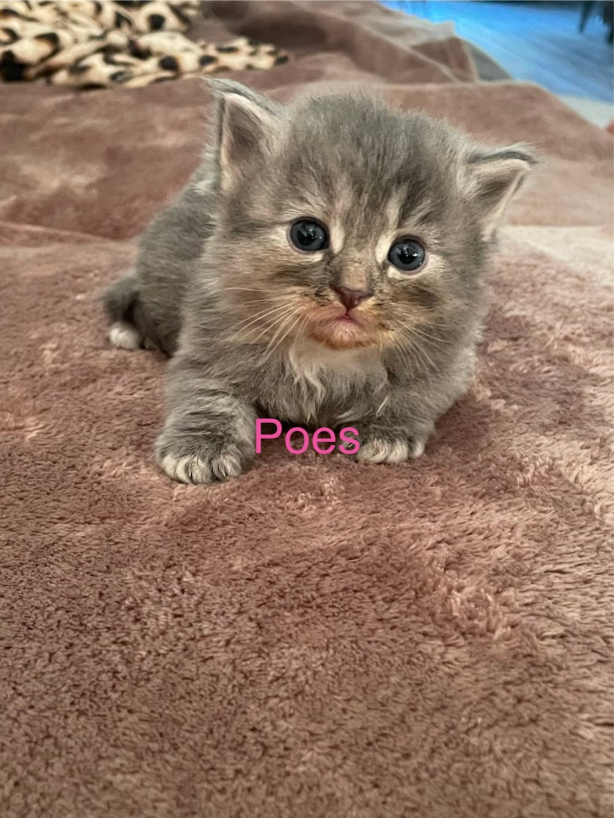 Kittens