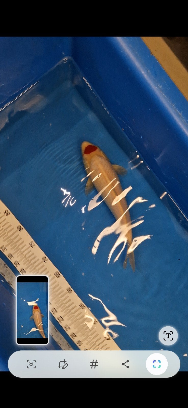 tancho, Karper of Koi