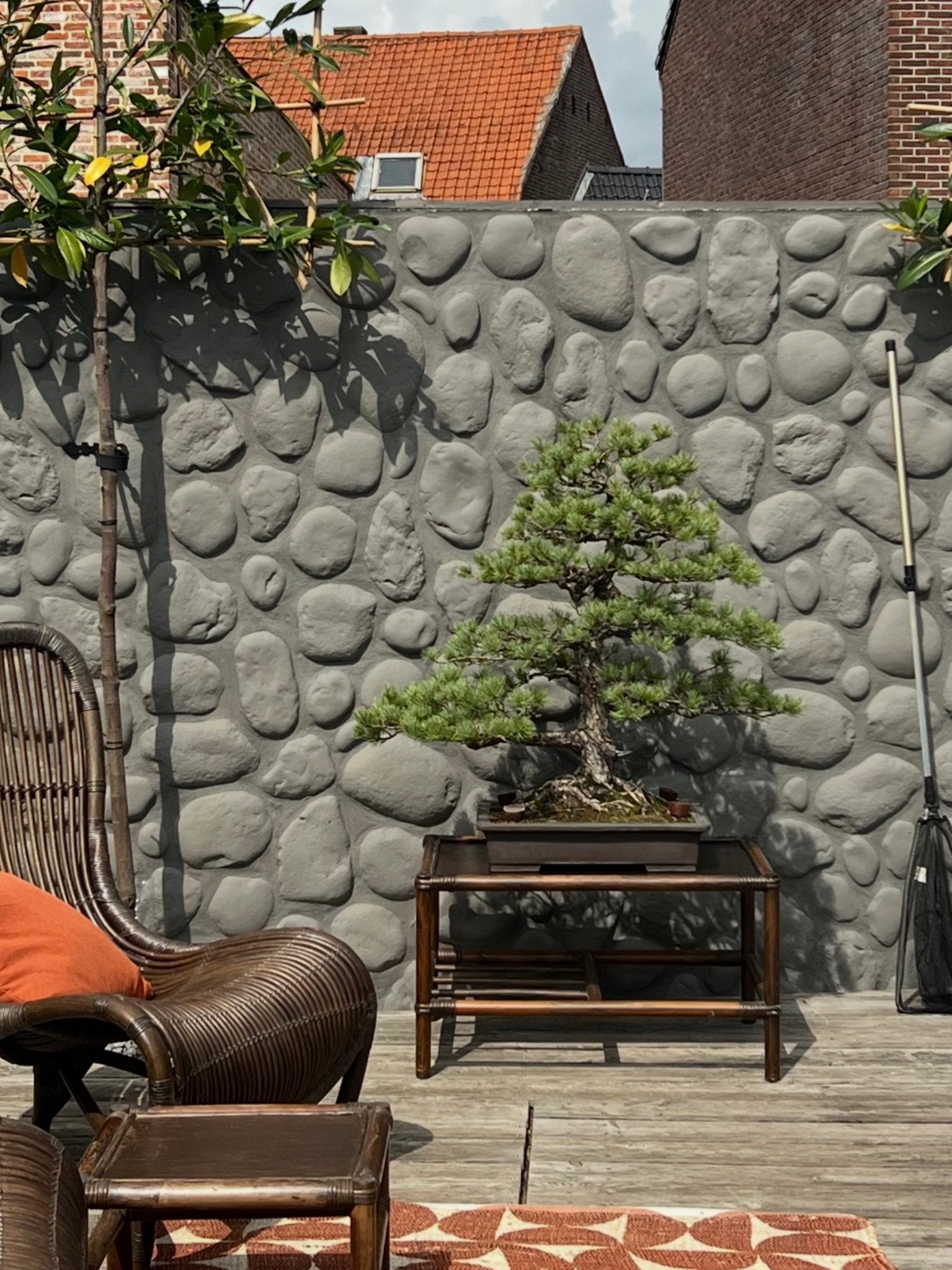 Prachtige Bonsai (Japan import) - Japanse pinus parviflora, Volle zon, Vaste plant, Bloeit niet, Ophalen
