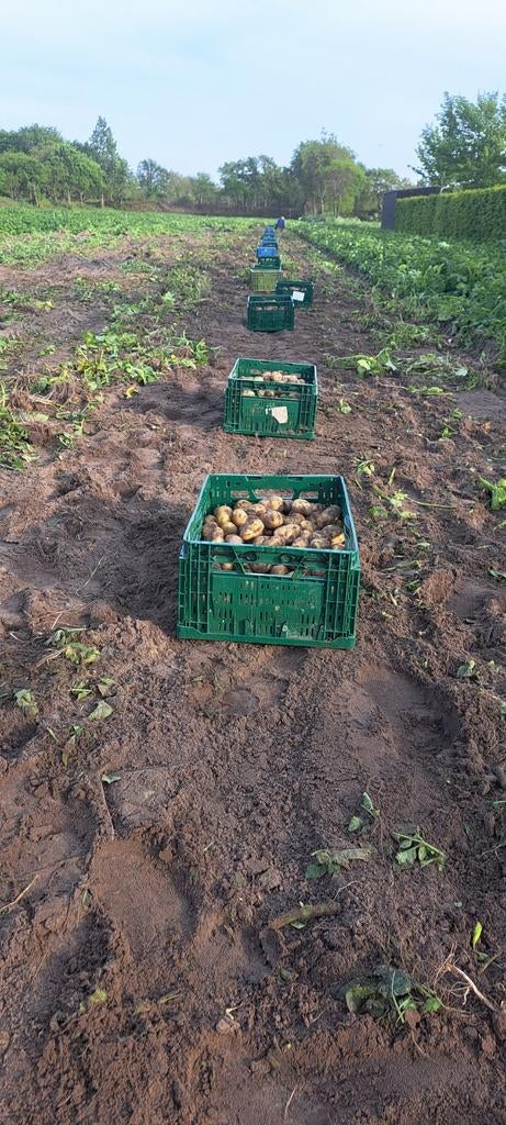 Nieuwe aardappelen, Zakelijke goederen, Agrarisch | Aardappelen, Groenten, Fruit en Vlees, Ophalen