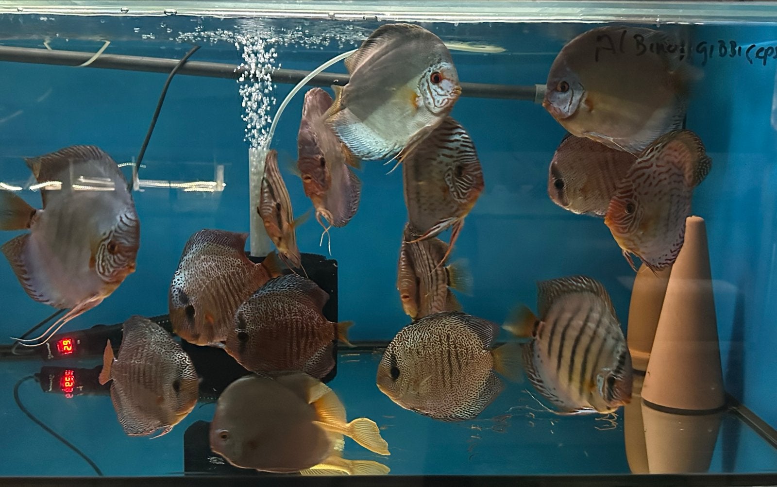 Discusvissen 8 tot 22cm, Dieren en Toebehoren, Vis, Zoetwatervis, Schoolvis