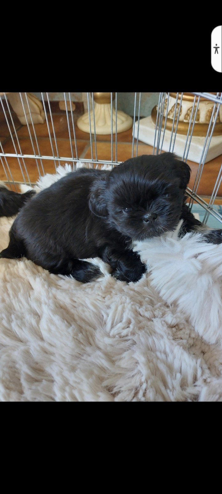 Uit deze geweldige combinatie zijn 5 pups geboren, Parvo, Overige rassen, 8 tot 15 weken, Meerdere