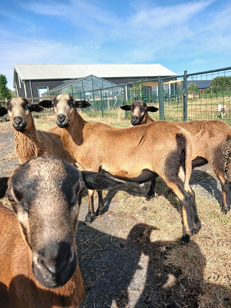 Barbados Black Belly schapen, Mannelijk, Schaap, 0 tot 2 jaar