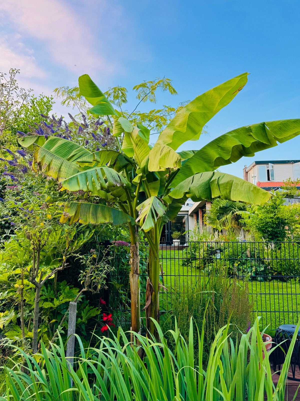 Bananenboom Musa Basjoo stekken 100-200cm, Overige soorten, Minder dan 100 cm, Zomer, Ophalen