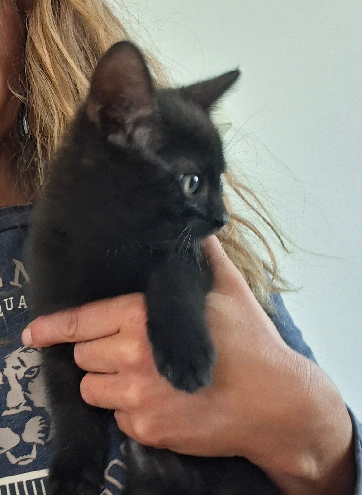 kittens, Dieren en Toebehoren, Katten en Kittens | Overige Katten, Kortharig, Geslacht onbekend, 0 tot 2 jaar
