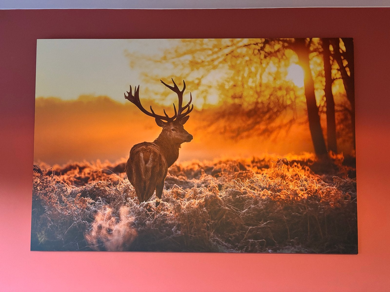 Hert in zonsondergang - foto op dibond 150 x 100cm, Ophalen, Doek, Realistisch, Dieren