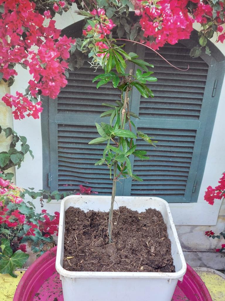 Passiebloem (Passiflora), Tuin en Terras, Planten | Tuinplanten, Ophalen of Verzenden, Overige soorten, Volle zon