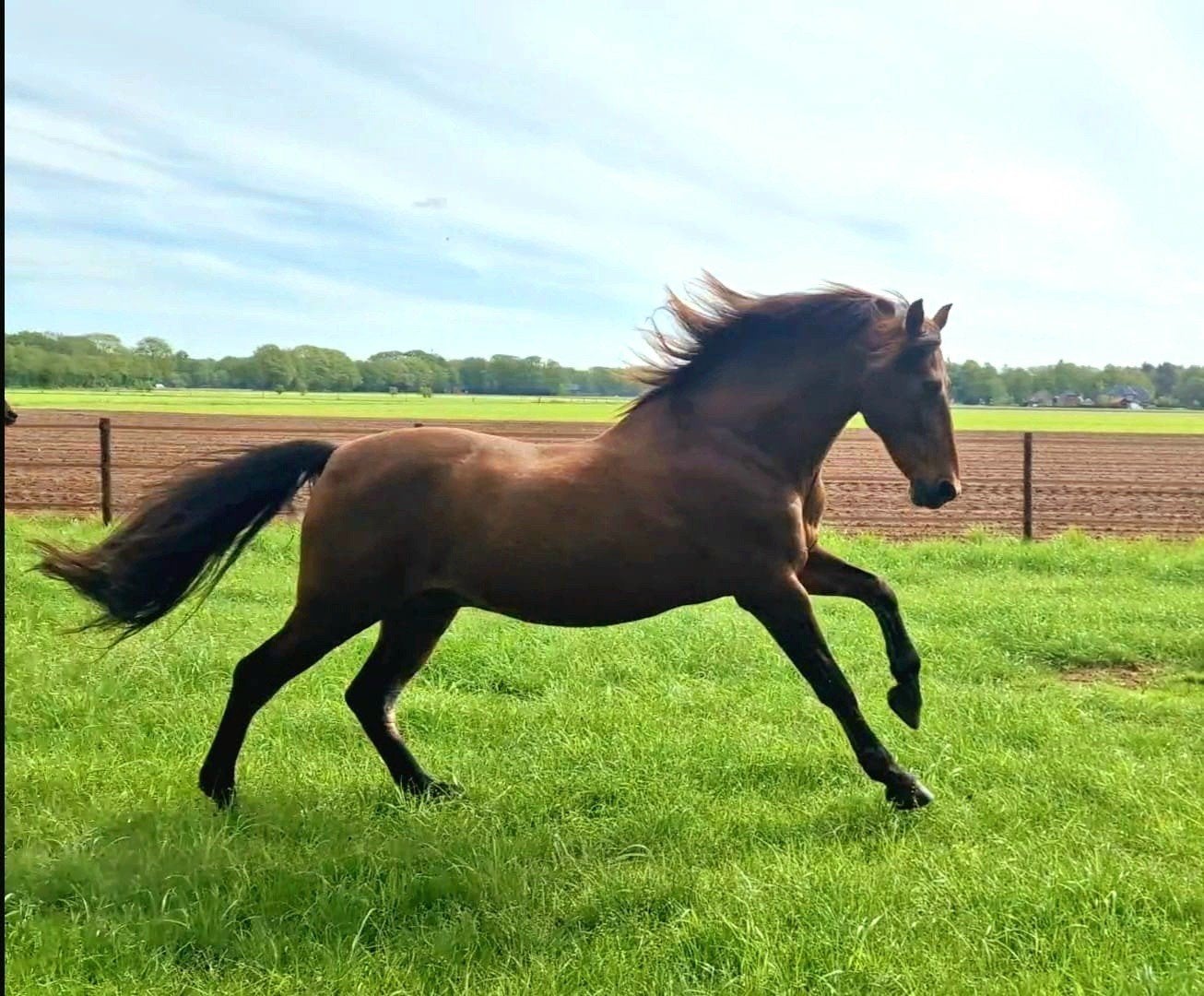 Weidemaatje / "leer" paard aangeboden