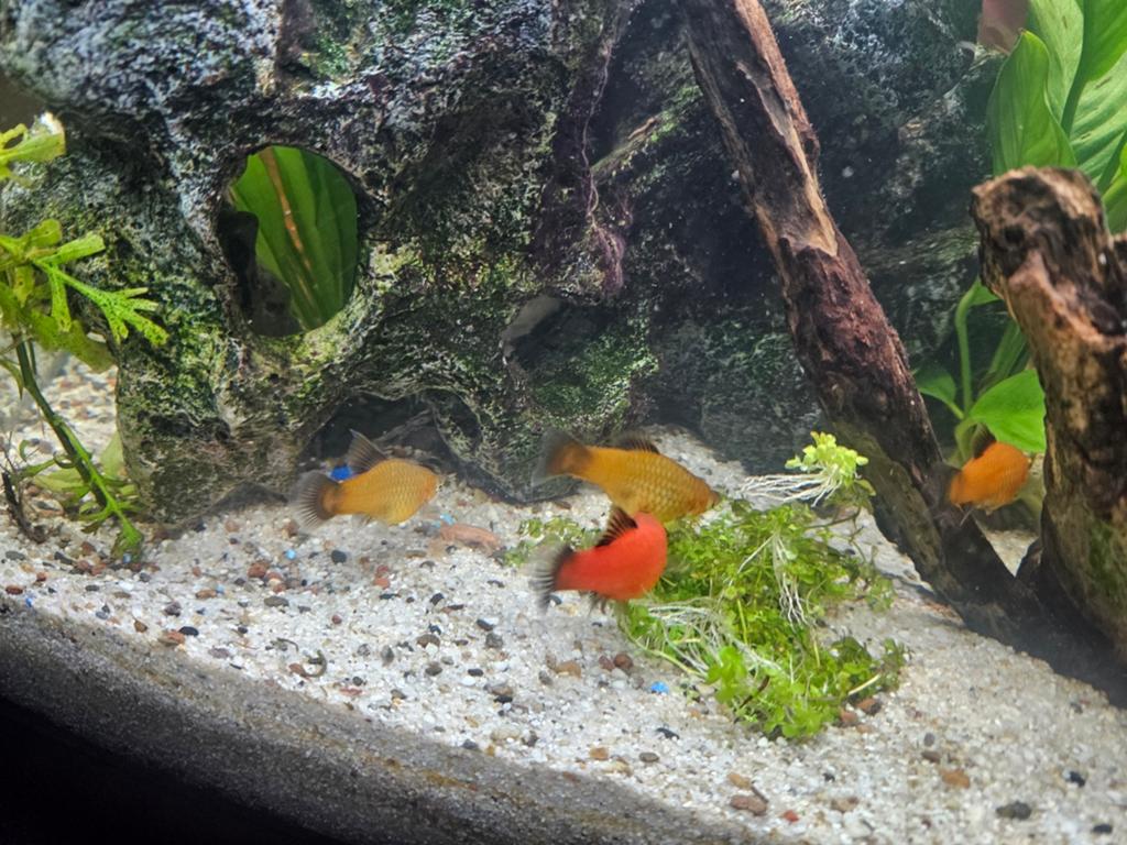 Platy's, Dieren en Toebehoren, Vis