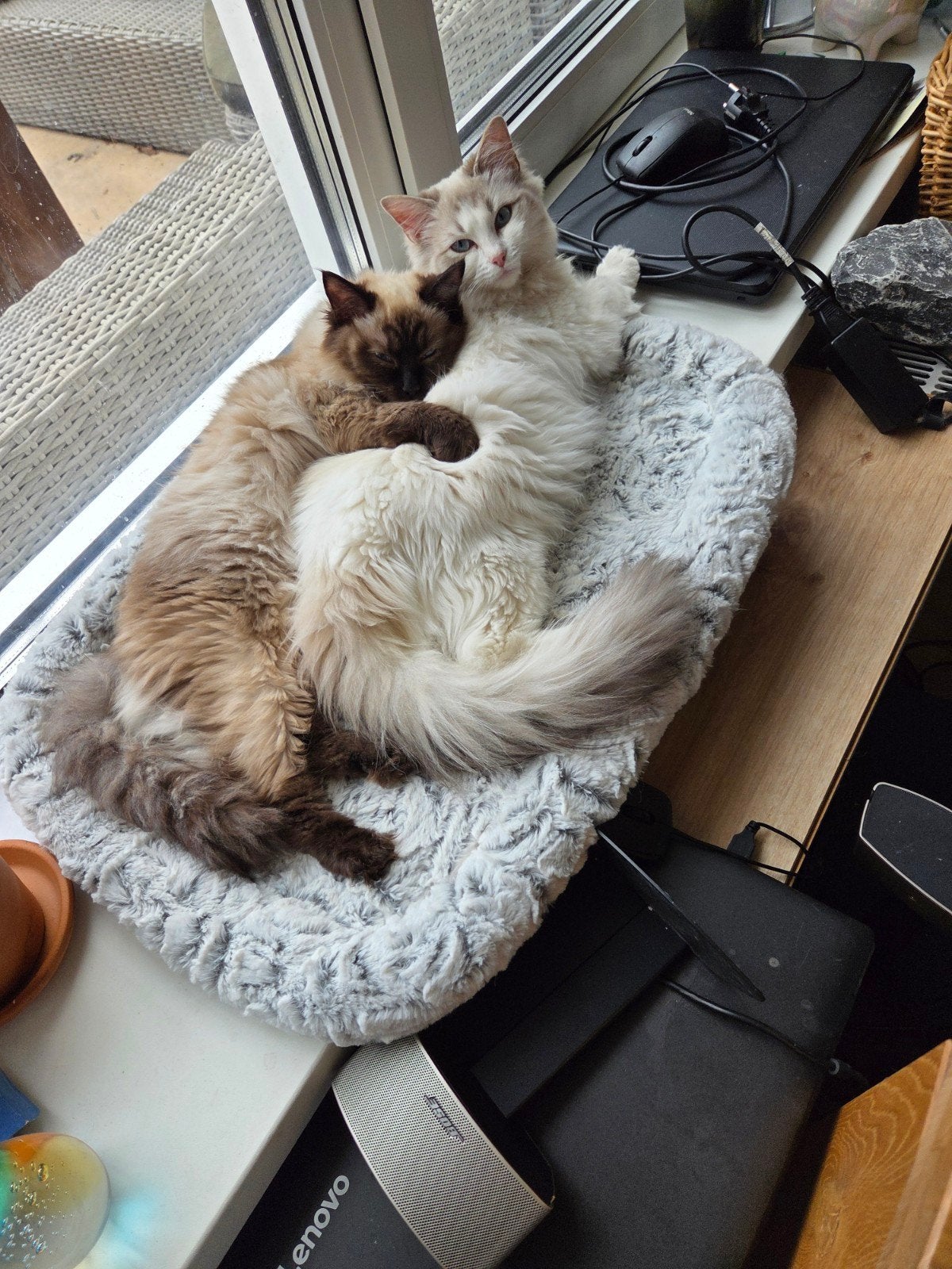 Ragdoll poesjes, Poes, Ingeënt, 0 tot 2 jaar