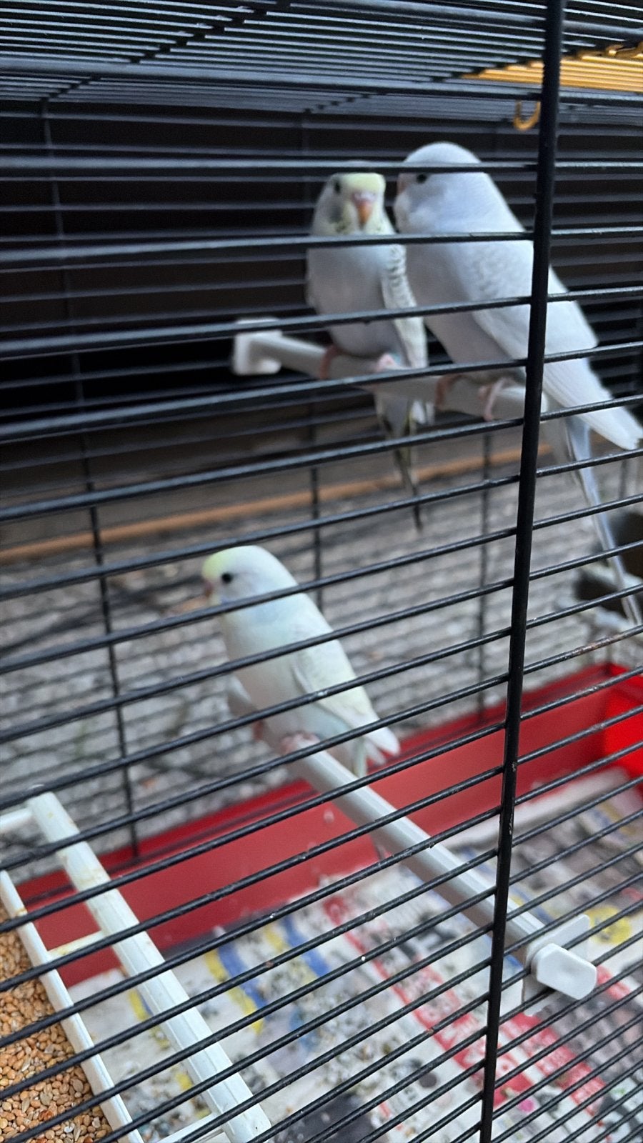 Te koop jonge grasparkieten, Dieren en Toebehoren, Vogels | Parkieten en Papegaaien, Meerdere dieren, Parkiet
