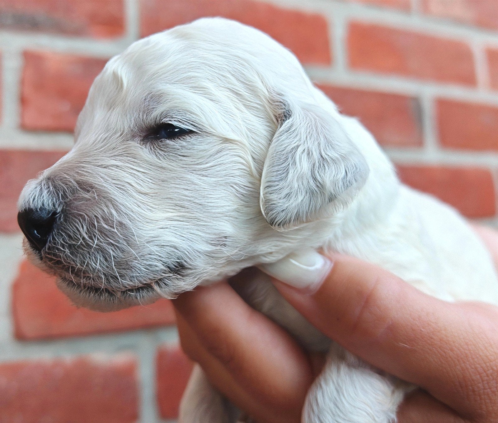 Koningspoedel (Grote Poedel) 8 pups, België, Particulier, Overige rassen, 8 tot 15 weken