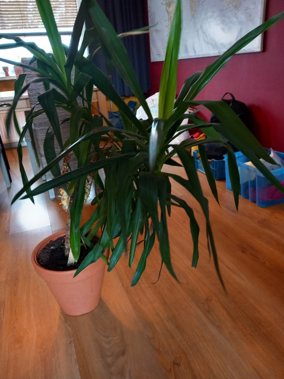 Grote Yucca plant in pot - Ideaal voor woonkamer, Ophalen of Verzenden, Overige soorten, Volle zon