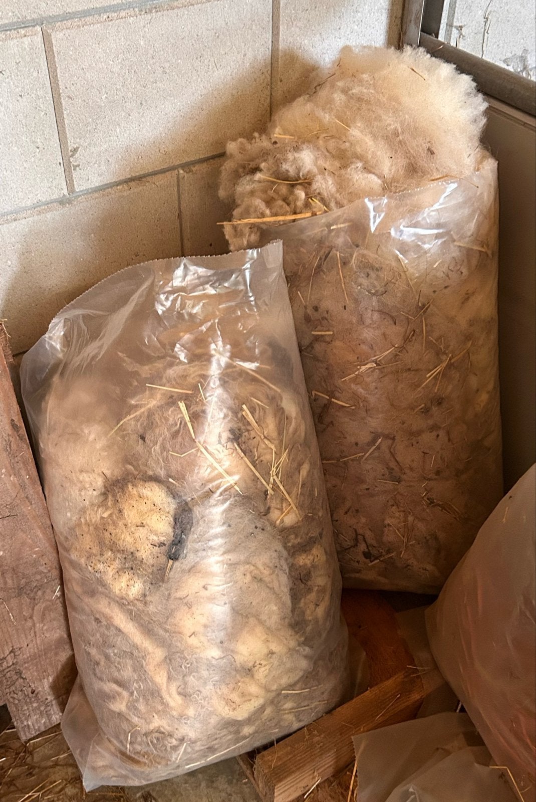 2 zakken ongewassen schapenwol, Schaap