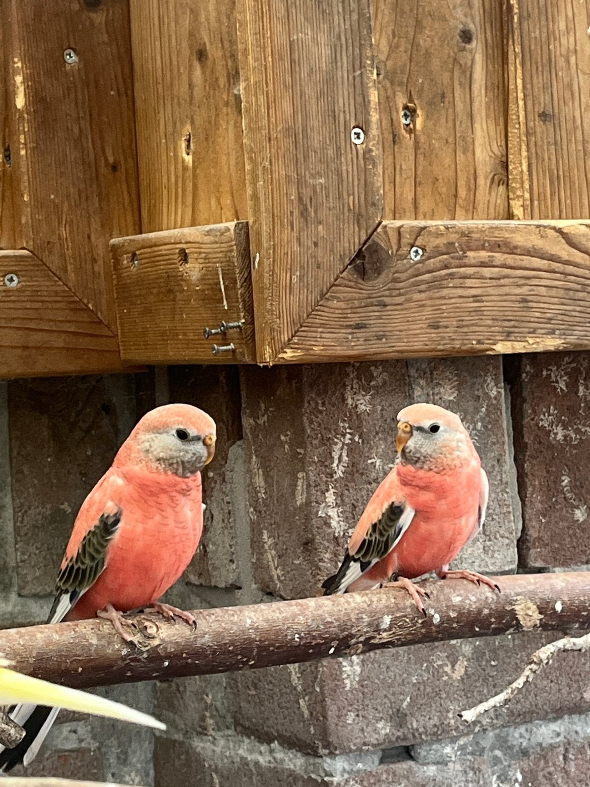 Bourkes, Dieren en Toebehoren, Geslacht onbekend, Parkiet