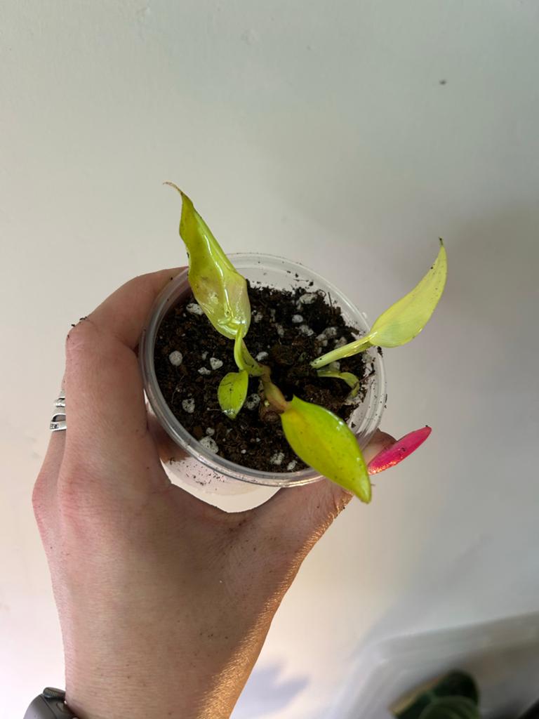 Philodendron Thai Sunrise - Levendige Gele Bladeren  Kamerplanten   Marktplaats