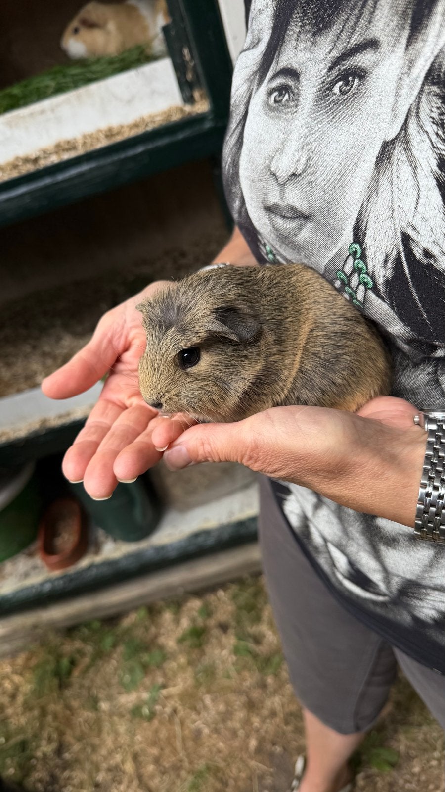 Lief baby meisjes/zeugje cavia, Dieren en Toebehoren, Knaagdieren, Juni, Vrouwelijk, Cavia