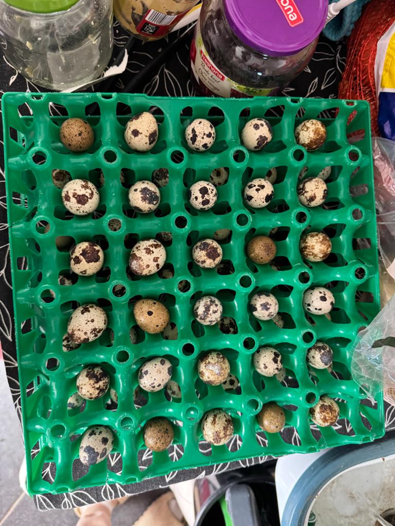 Japanse kwarteleieren te koop., Ophalen, Nieuw, Overige typen