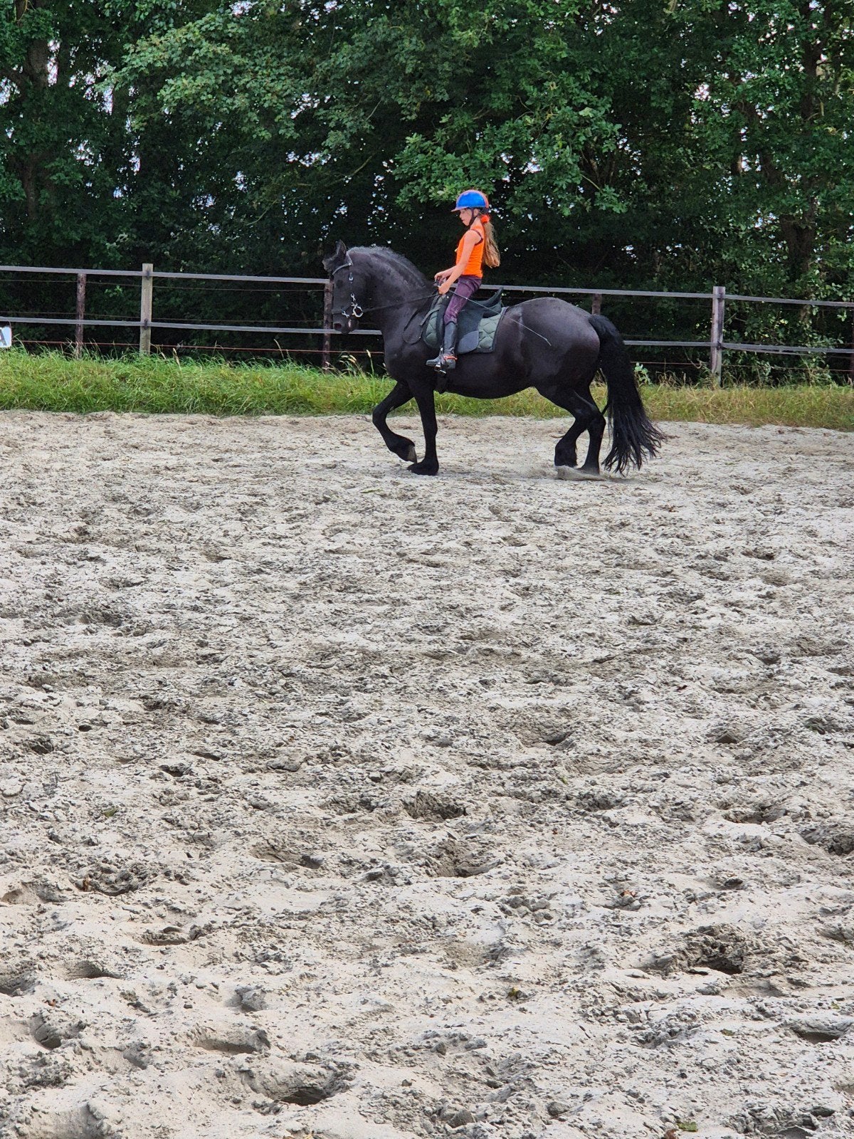 fries merrie, Merrie, Met stamboom, Dressuurpaard, 160 tot 165 cm