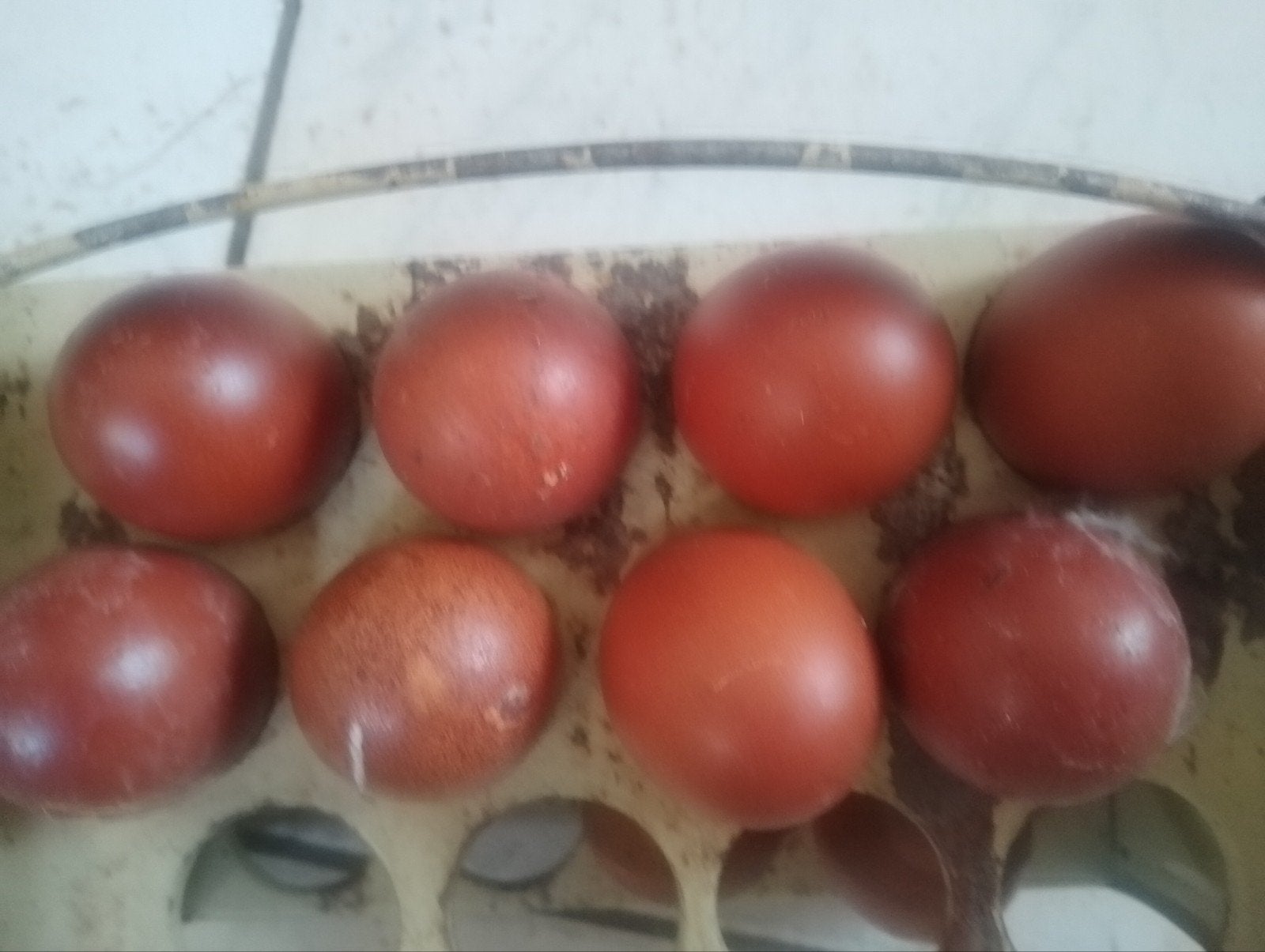 Broedeieren Marans Zilverpatrijs Zeldzame kleur in Nederland, Dieren en Toebehoren, Geslacht onbekend, Kip