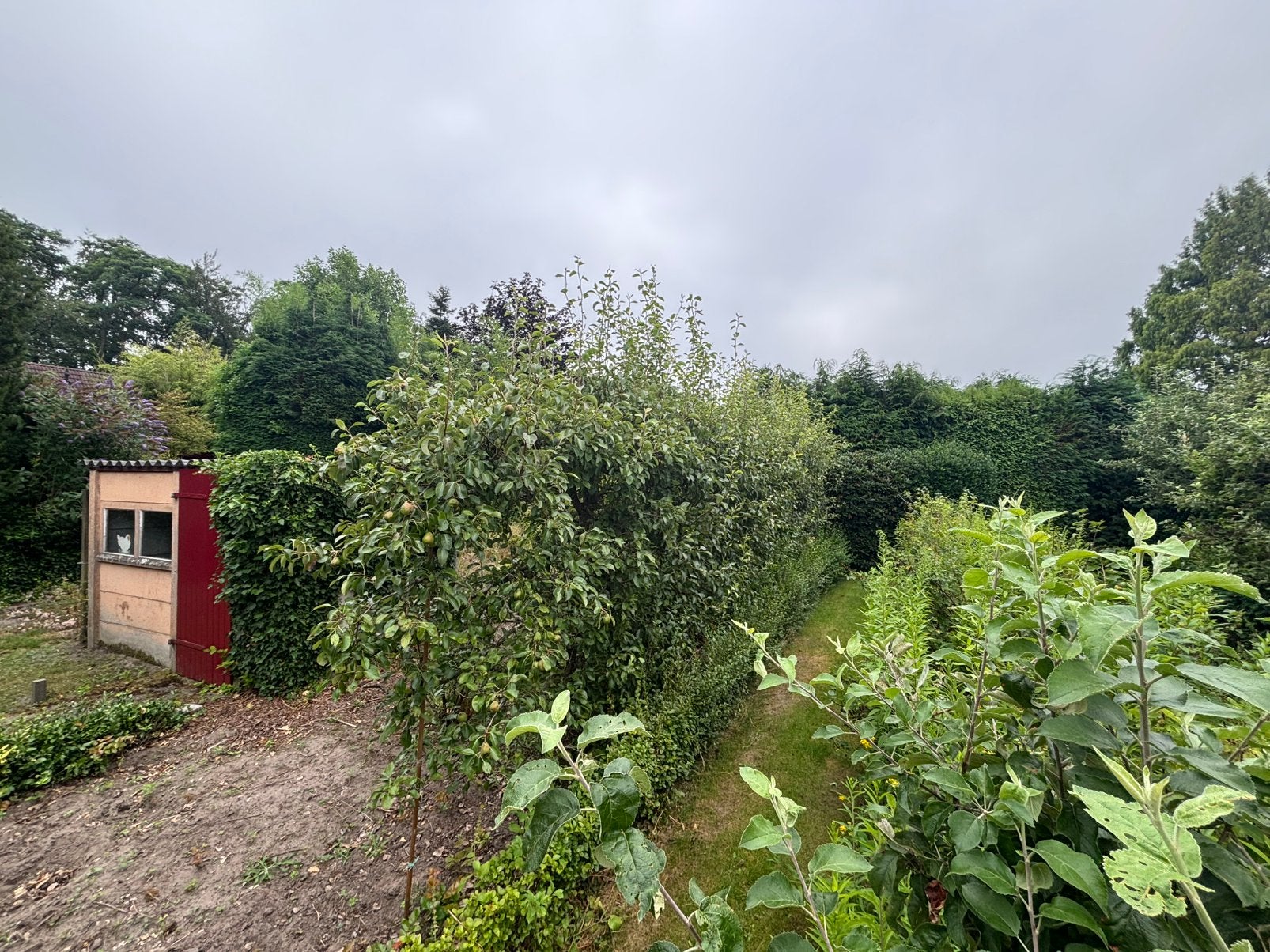 Perenbomen, Ophalen, Zo goed als nieuw
