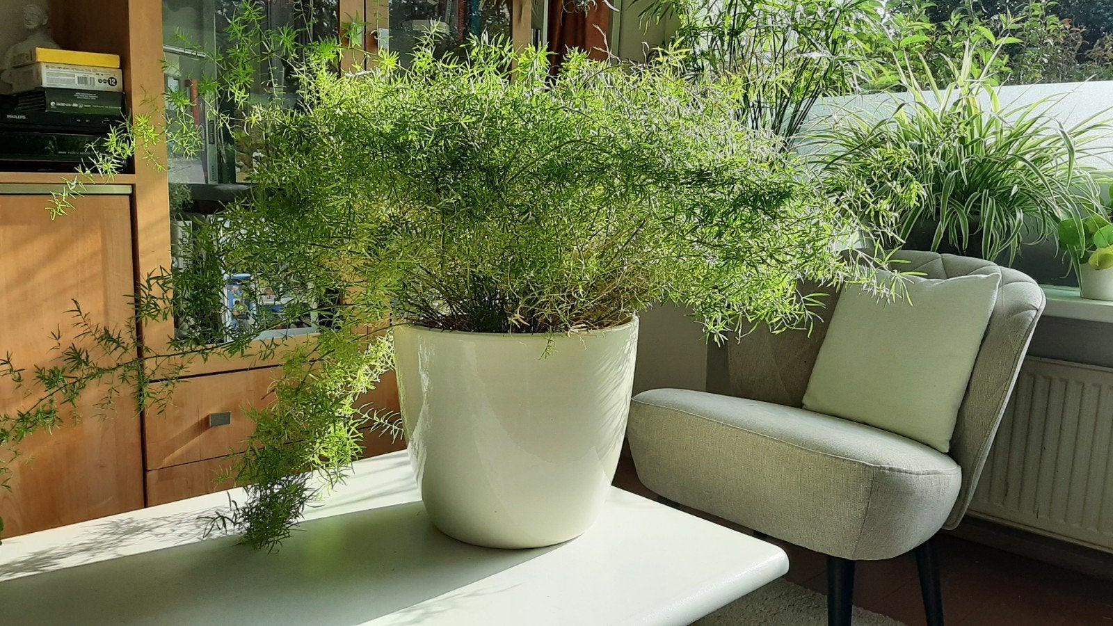grote asparagus met pot, Ophalen, In pot, Halfschaduw, Minder dan 100 cm