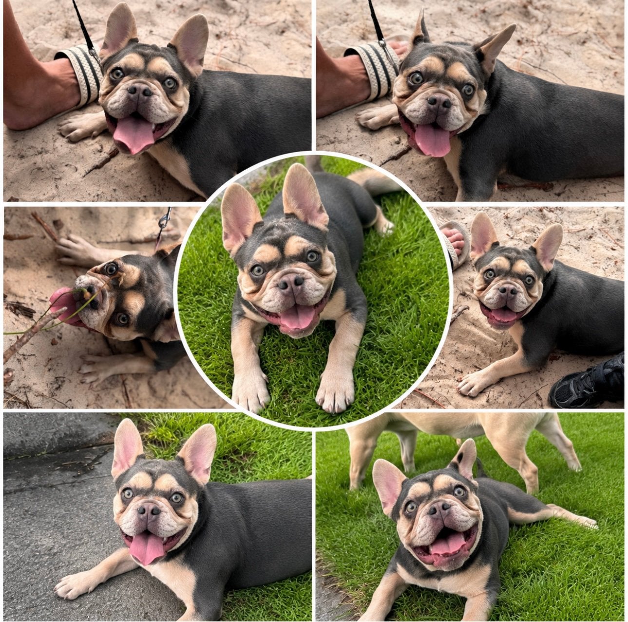 Franse bulldog teef met stamboom, Parvo, 15 weken tot 1 jaar, Teef, Bulldog