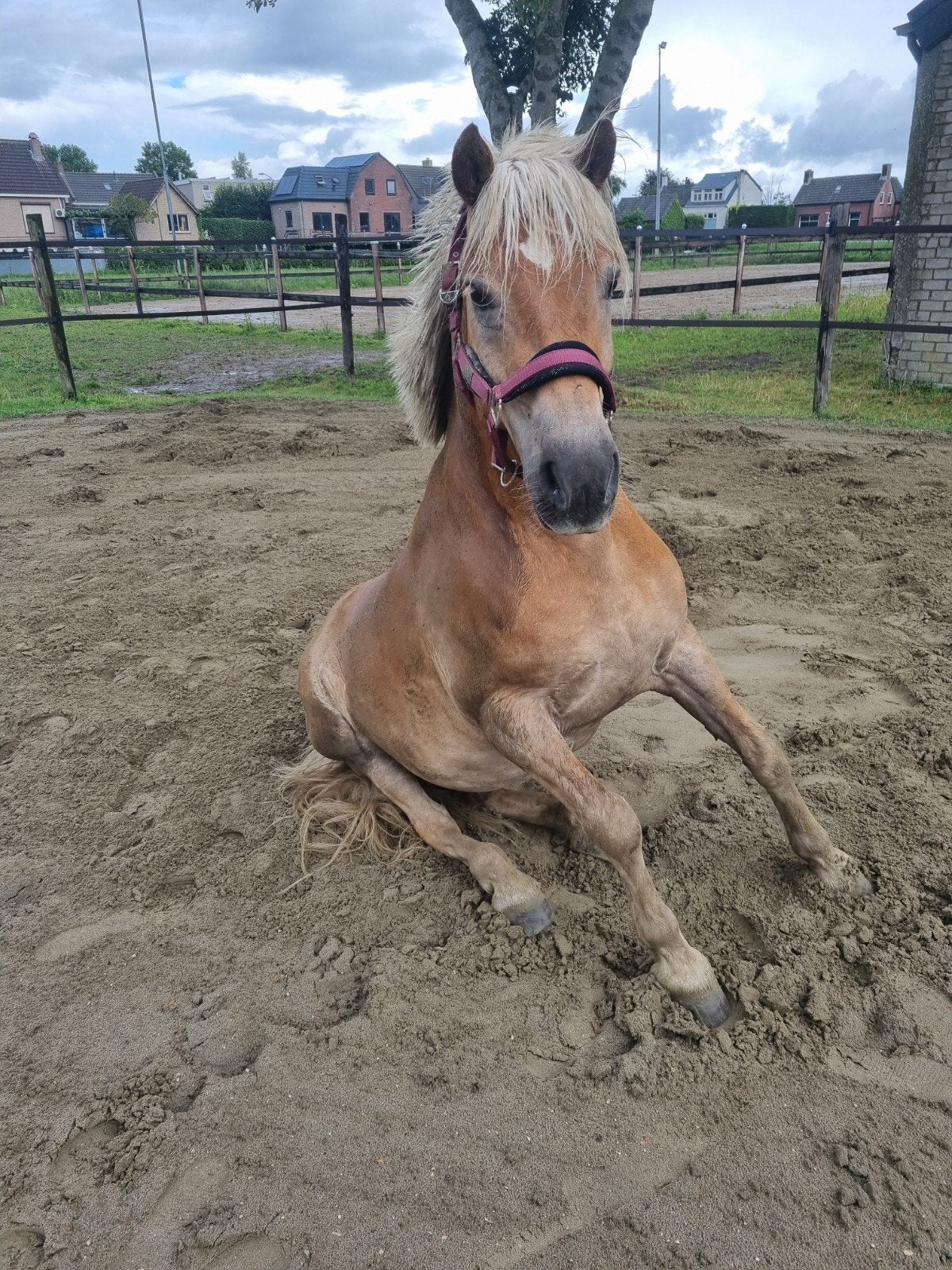TE KOOP OF BIJRIJDER GEZOCHT:  Haflinger Ruin met stamboom, Ruin, Met stamboom