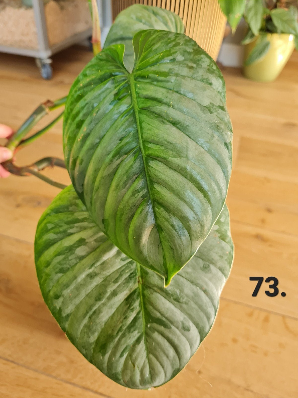 Philodendron sodiroi, gewortelde stek, Ophalen of Verzenden, Halfschaduw, Minder dan 100 cm