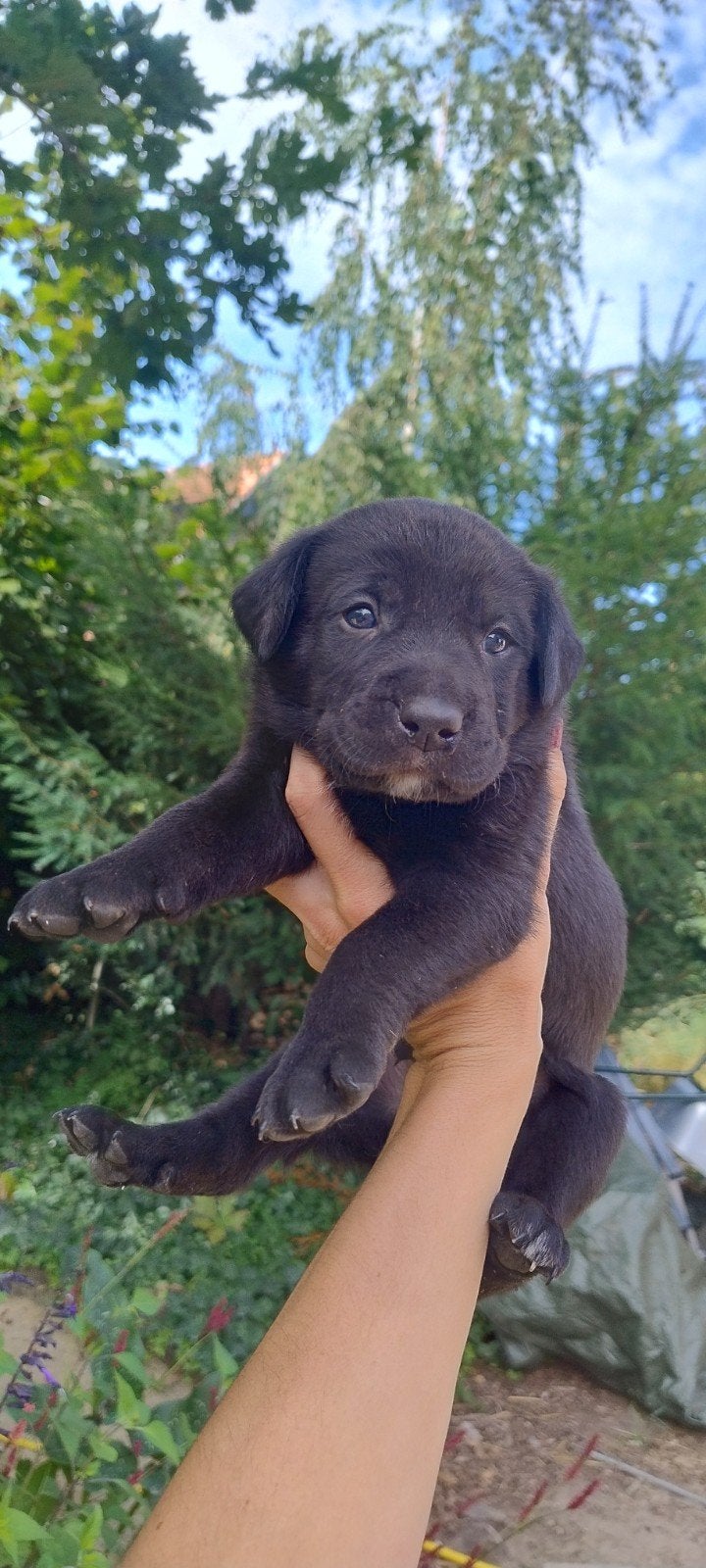 Rottweiler x Weimaraner/Rhodesian Ridgeback pups, Overige rassen, 8 tot 15 weken, Meerdere, Meerdere dieren
