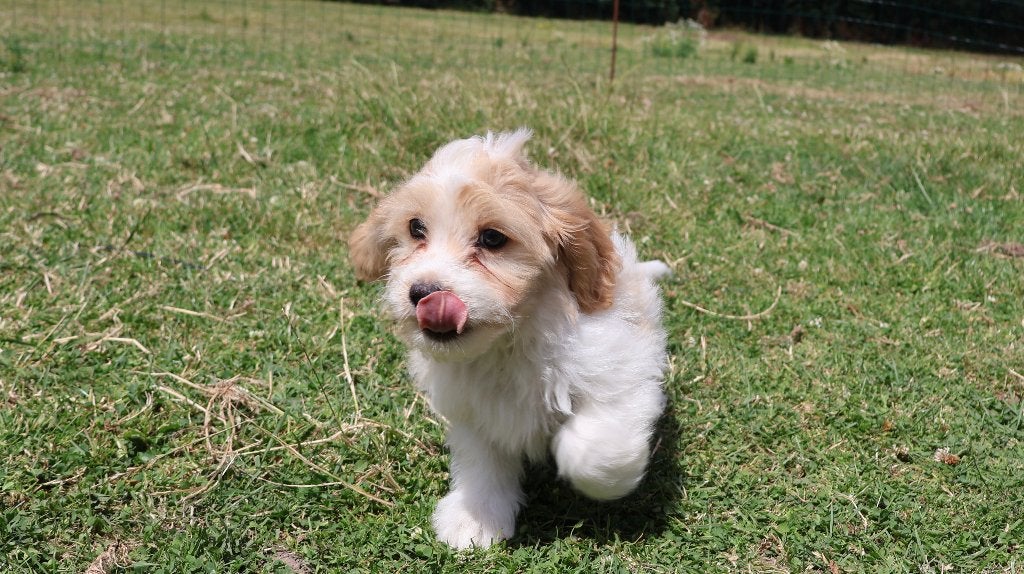 Cavalier king charles pups te koop, Parvo, Nederland, Overige rassen, 8 tot 15 weken
