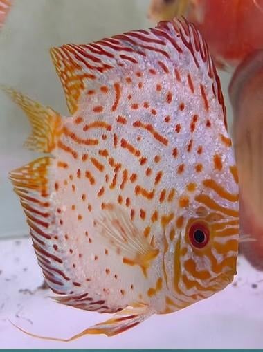Electric Dream /Pigeon ca 10cm  Discus- Koidream Valburg, Dieren en Toebehoren, Vissen | Aquariumvissen, Vis, Zoetwatervis