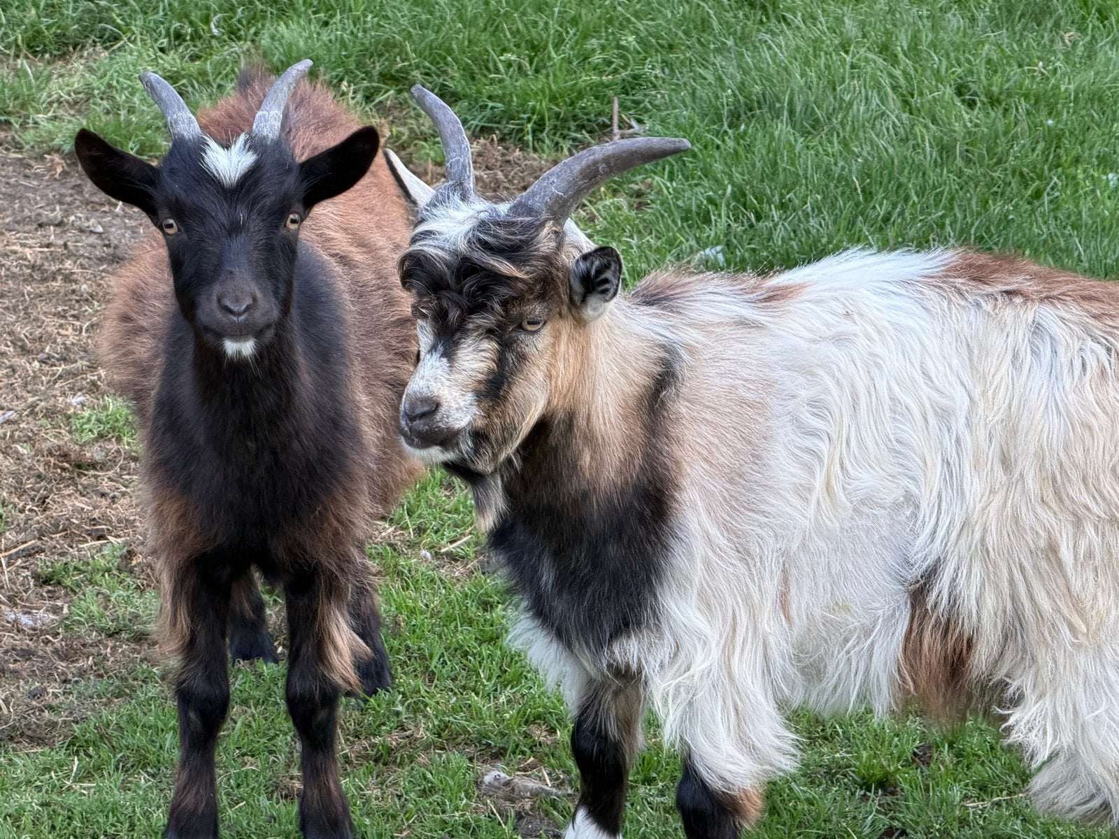Land geit bokje en geitje van 2026, Dieren en Toebehoren, Meerdere dieren, Geit