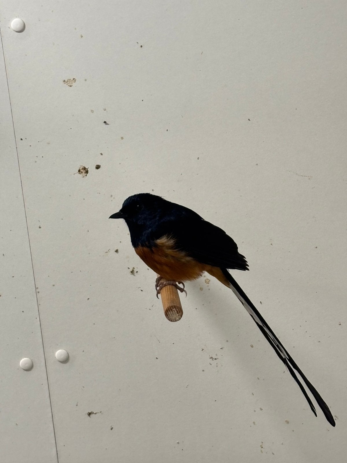 Schamalijsters, Meerdere dieren, Tropenvogel, Geringd