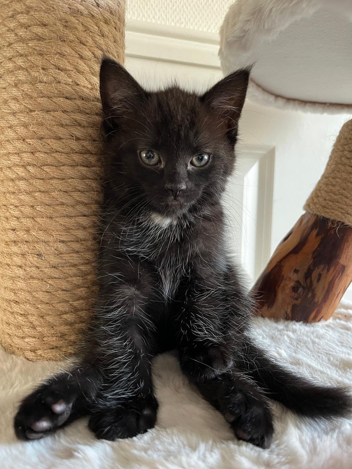 Speelse Kitten Kruising Noorse Boskat, Dieren en Toebehoren, Kater, Ontwormd, 0 tot 2 jaar