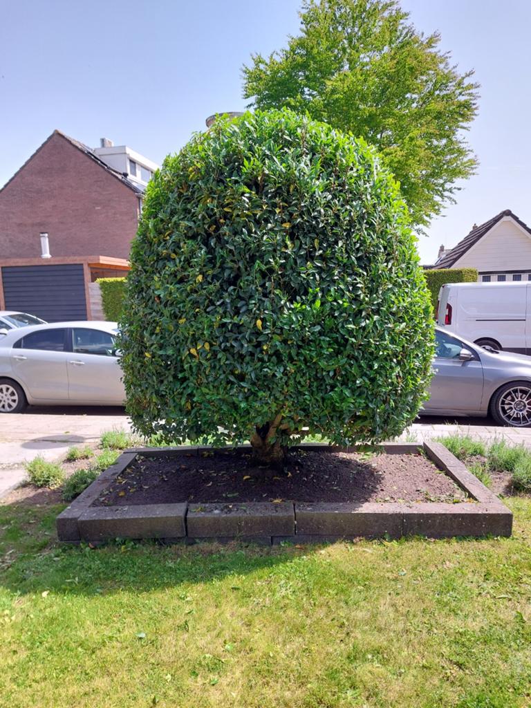 Grote Laurierkers struik, Lente, 100 tot 250 cm, Ophalen, Volle zon