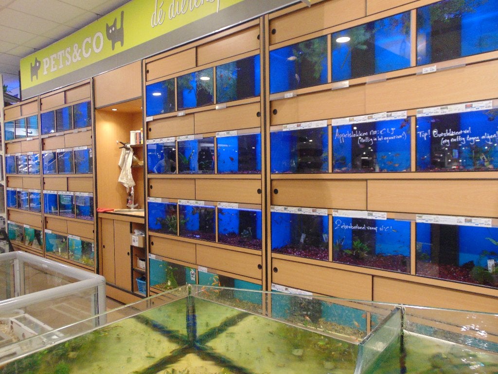 Tropische vissen in Assen voordelig., Vis, Zoetwatervis