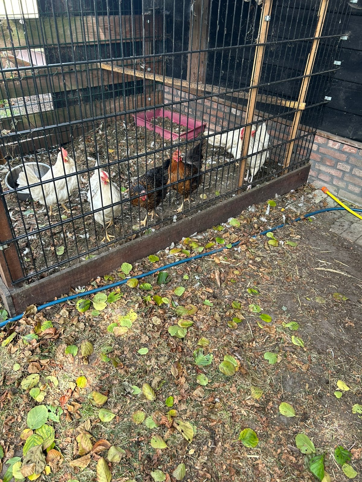 6 leghennen te koop, Dieren en Toebehoren, Pluimvee, Vrouwelijk, Kip