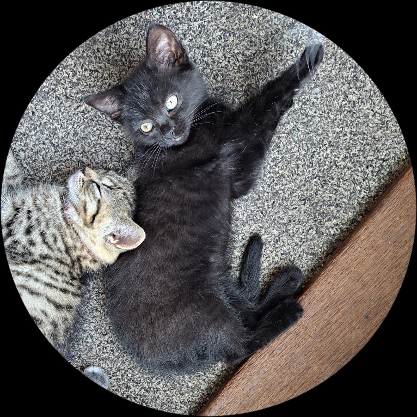 Lieve mooie kitten, Dieren en Toebehoren, Poes