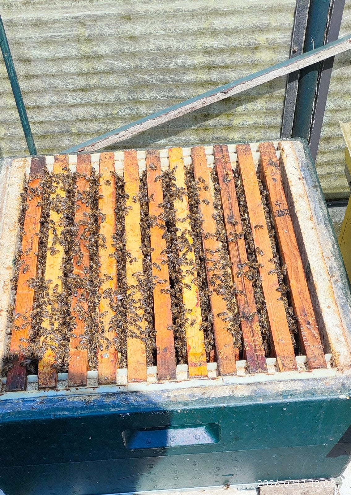 Bijenvolk 10 raams met kast, Bijen