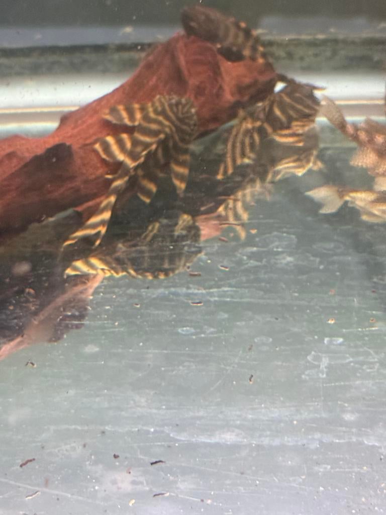 L306 pleco Panaqolus claustellifer, Vis