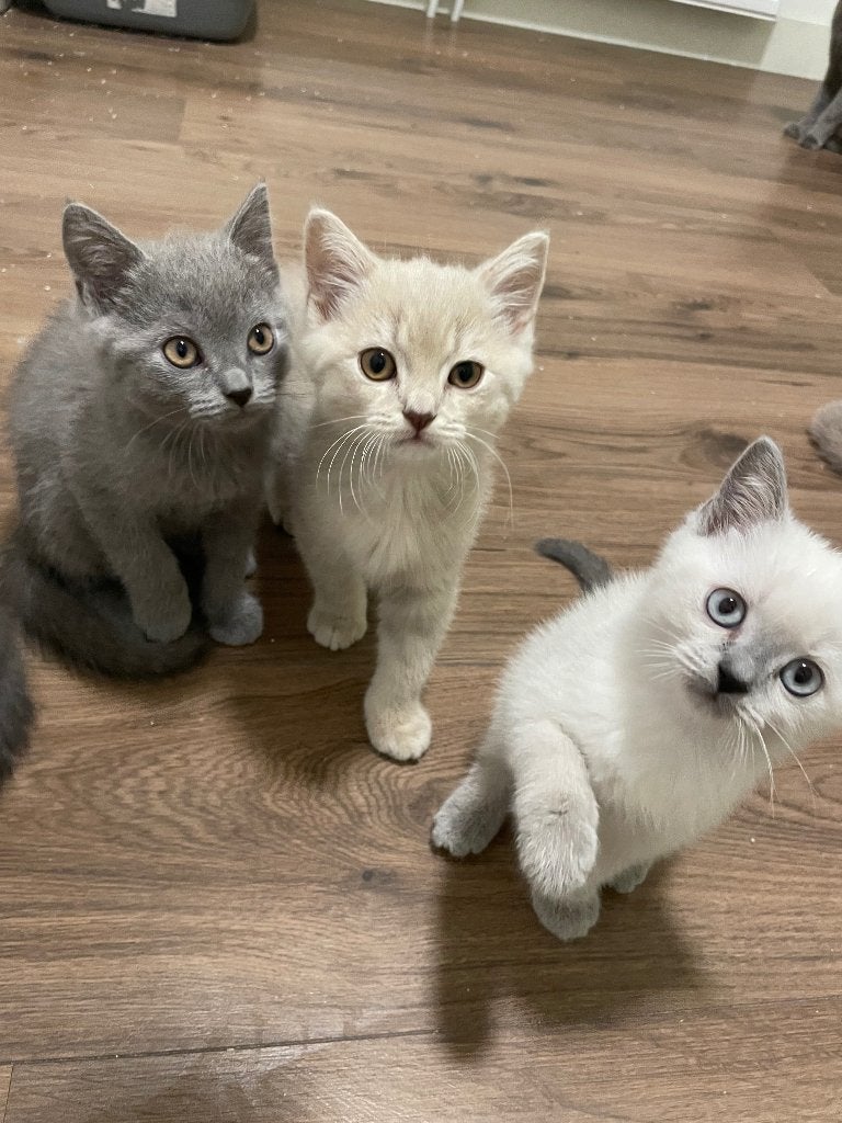 Britse korthaar kittens, Meerdere dieren, Ontwormd, 0 tot 2 jaar