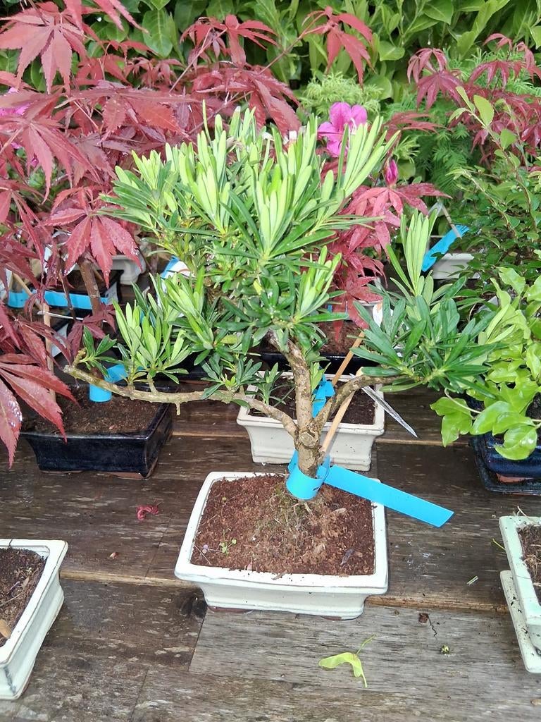 Veel bonsai opvoorraad, Ophalen of Verzenden, Overige soorten, Volle zon