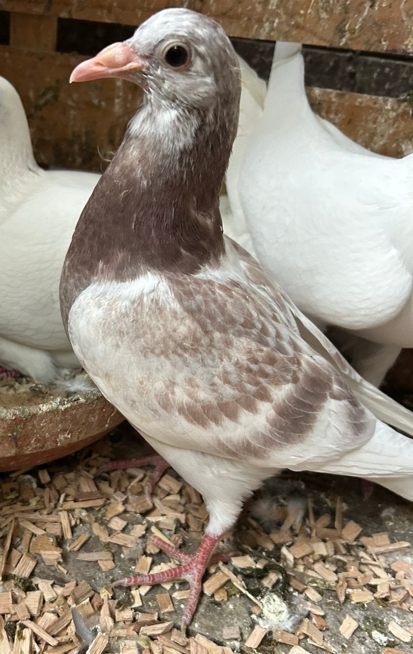 Postduif vale jonge duif pieper, Dieren en Toebehoren, Vogels | Duiven, Postduif