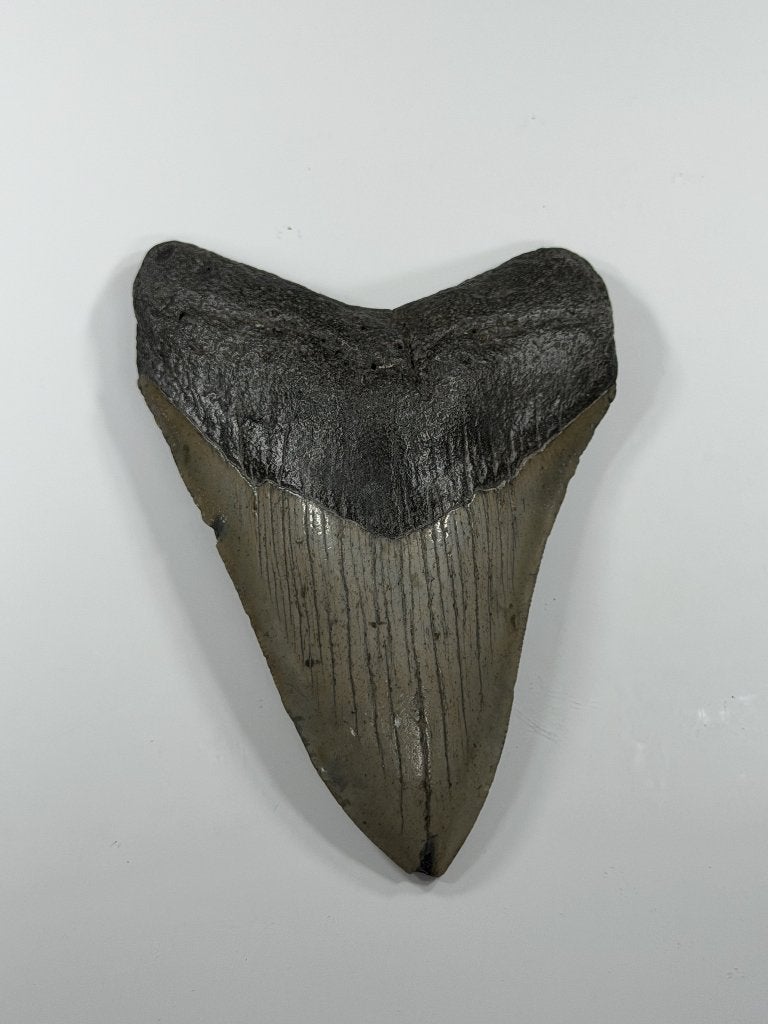 Megalodon tand XL - Nergens goedkoper #2, Verzamelen, Ophalen of Verzenden, Fossiel