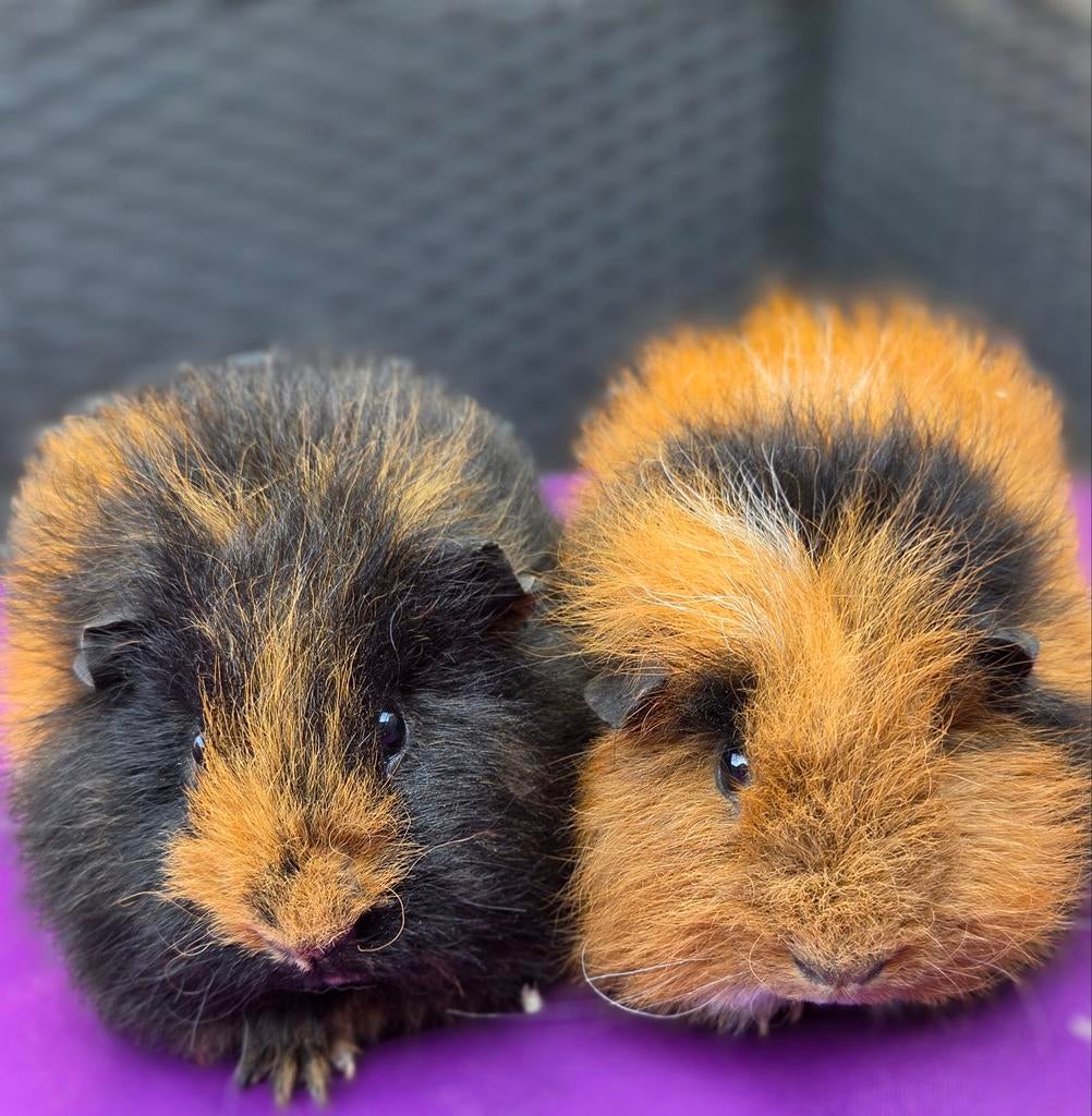 Ch teddy beren duo beschikbaar 🥰, Februari, Mannelijk, Cavia